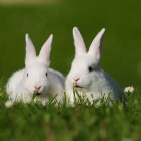 Two White Rabbits item