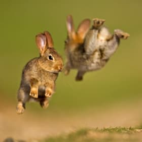 Leaping Rabbits item