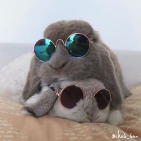 Rabbits in Sunglasses item