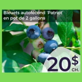 Bleuets Patriot item