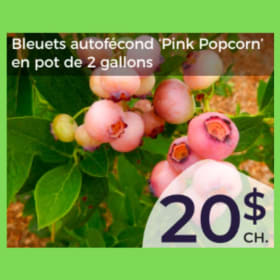 Bleuets Pink Popcorn item