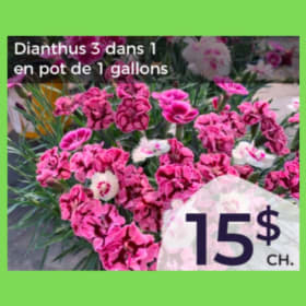 Dianthus item