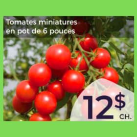 Tomates miniatures item