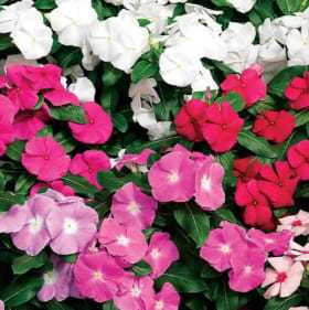 Vinca (Half Flat) item