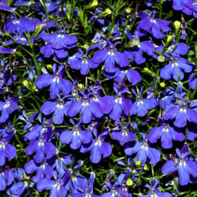Lobelia (Half Flat) item