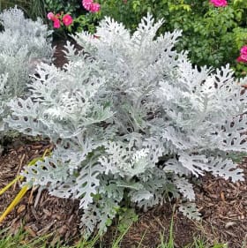 Dusty Miller (Half Flat) item