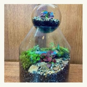 Get Your Hands Dirty with Roosevelt's Terrarium class for 2 item