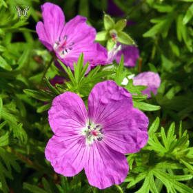 6" Violet Geranium item