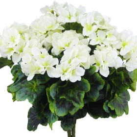 6" White Geranium item