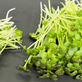 BI-WEEKLY Microgreens MONTHLY payment item