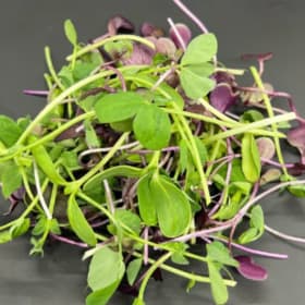 WEEKLY Microgreens FULL payment item