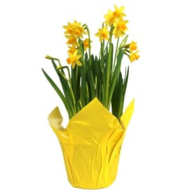 6" Daffodils item
