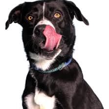 D Pet Encino Value $200 item