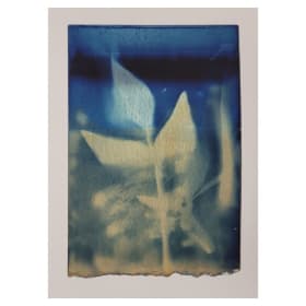 Sophie Cabot, Cyanotype et Bardane item