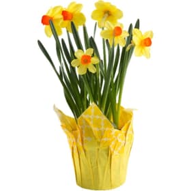 Daffodil item