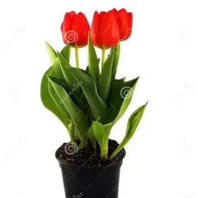 Tulip item