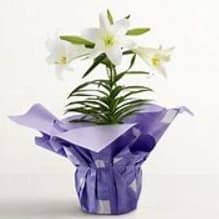 Easter Lily item