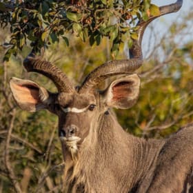 South Africa Safaris ($12,600) item