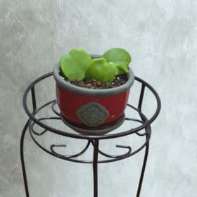 Hoya Kerrii item