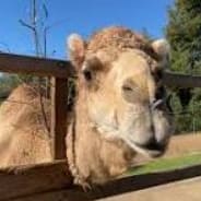 Oakland Zoo: Admission for 2 adults and 2 children + Parking item