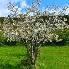 Adopt a Tree for a year - Wild Cherry item