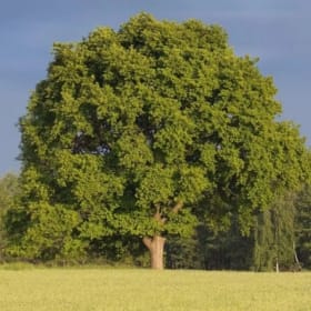 Adopt a Tree for a year - Oak (sessile) item