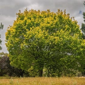 Adopt a Tree for a year - Field Maple item