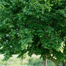 Adopt a Tree for a year - Hazel item