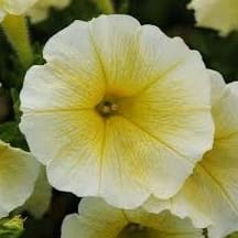 Yellow 4.5" Easy Wave Petunias item