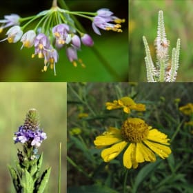 FULL SUN KIT (16 plugs) item