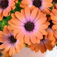 Osteospermum Inspiring Orange item