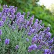 Lavender Phenomenal item