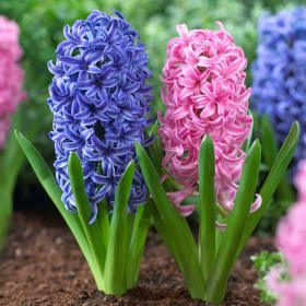 Hyacinth (4 1/2" pot) item