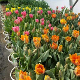 Tulip (4 1/2" pot) item