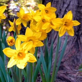 Daffodil (6 1/2" pot) item