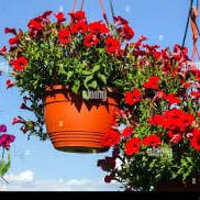 10" HANGING BASKET PETUNIAS MINI RED item