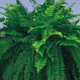 10" Hanging Basket - Boston Fern item