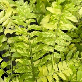 10" Hanging Basket - Tiger Fern item