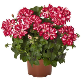 10" Hanging Basket - Red Ger. Great Ball Fire/Stars & Stripe item
