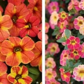 10" Hanging Basket - Calibrachoa Bi-Color item