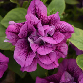 10" Hanging Basket - Petunia Double Assorted item