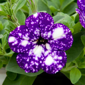 10" Hanging Basket - Petunia Novelty/Bi-Color Assorted item