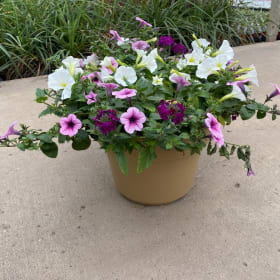 12" Patio Pot - Combo Assorted item