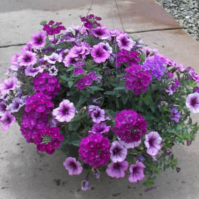 10" Hanging Basket - Combo Assorted item