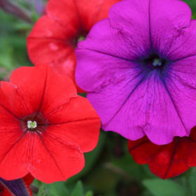 Large Petunia (4 in.) item