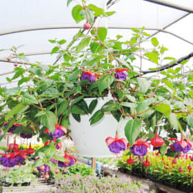 Fuschia Hanging Basket item