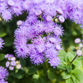 Ageratum - Blue (Flat) item
