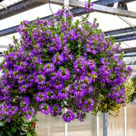 Blue Scaevola Hanging Basket item