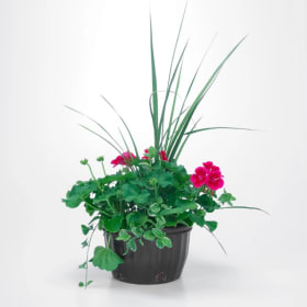 Geranium planter with Spike and Vinca Vine item