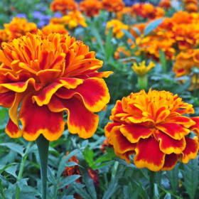 Marigold - Dwarf (Flat) item